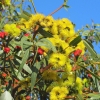 Zdjęcie z Australii - Pieknie kwitnaca odmiana eukaliptusa