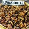 Zdjęcie z Indonezji - slynna kopi luwak