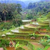Zdjęcie z Indonezji - tarasy ryzowe Tengalalang