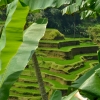 Zdjęcie z Indonezji - tarasy ryzowe Tengalalang
