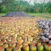 Zdjęcie z Indonezji - na plantacji kokosow