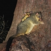 Zdjęcie z Australii - Possum - samica z mlodym