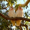 Zdjęcie z Australii - Kakadu sinookie - zakochana para :)