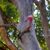 Zdjęcie z Australii - Kakadu rozowa