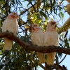 Zdjęcie z Australii - Kakadu sinookie gotowe do snu :)