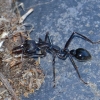Zdjęcie z Australii - Wielachna mrowa z gatunku Myrmecia