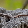 Zdjęcie z Australii - Jaszczurka na pniaku
