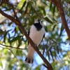 Zdjęcie z Australii - Gralina srokata