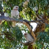 Zdjęcie z Australii - Kakadu sinookie