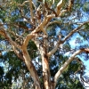 Zdjęcie z Australii - Eukaliptus