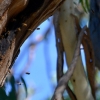 Zdjęcie z Australii - Ul dzikich pszczol