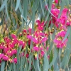 Zdjęcie z Australii - Kwitnie eukaliptus