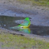Zdjęcie z Australii - Papuga trawna zazywajaca kapieli w kaluzy