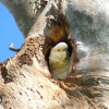 Zdjęcie z Australii - Gniazdo kakadu zoltoczubej