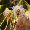 Zdjęcie z Australii - Fauna i flora 