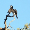 Zdjęcie z Australii - Kormoran białolicy suszy skrzydla