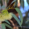 Zdjęcie z Australii - Flora...i fauna z prawej strony :)