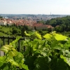 Zdjęcie z Czech - Praga i soczyste winnice