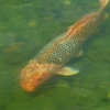 Zdjęcie z Czech - w pałacowym stawie za to pływa mnóstwo różnych ryb