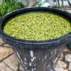 Zdjęcie z Grecji - mnisia tłocznia oliwy