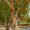 Zdjęcie z Grecji - plażowe eukaliptusy, ale koali brak:)