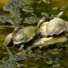 Zdjęcie z Albanii - endemiczna odmiana żółwia błotnego 