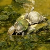 Zdjęcie z Albanii - żółwia rodzinka - mieszkańcy Butrintu