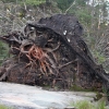 Zdjęcie z Kanady - Wyrwane z korzeniami drzewo koło małego wodospadu