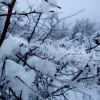 Zdjęcie z Polski - zimowo, igiełkowo