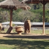 Zdjęcie z Tajlandii - Pierwsze słonie - żyją to w dobrobycie :)