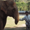 Zdjęcie z Tajlandii - Słoń i jego opiekun
