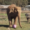Zdjęcie z Tajlandii - Leczona słonica z chorą nogą