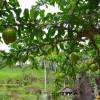 Zdjęcie z Indonezji - Owoce guawy