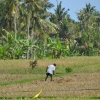 Zdjęcie z Indonezji - Trzeba przygotowac pole do zalania woda i sadzenia kolejnej partii ryzu
