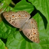 Zdjęcie z Indonezji - Motylek