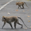Zdjęcie z Indonezji - Jak Ubud to i obowiazkowo makaki - cwaniaczki