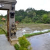 Zdjęcie z Indonezji - Przydomowe pola ryzowe
