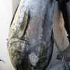Zdjęcie z Omanu - moze komuś taką rybkę? :), świeżutka, jeszcze macha płetwami:) 