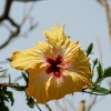 Zdjęcie z Omanu - omańskie hibiskusy piękne jak wszystkie inne hibiskusy:)