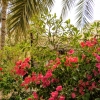 Zdjęcie z Omanu - przyroda wokół muzeum... 