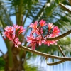 Zdjęcie z Indonezji - Frangipani - zapach tropikow