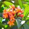 Zdjęcie z Indonezji - Jeszcze inna odmiana frangipani