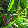 Zdjęcie z Indonezji - Tropikalna flora
