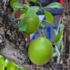 Zdjęcie z Indonezji - Rosna guavy