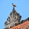 Zdjęcie z Indonezji - Ptaszek na dachu :)