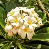 Zdjęcie z Omanu - białe frangipani... mimo, że najbardziej pospolite - zawsze i wszędzie moje ulubione:) 