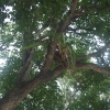 Zdjęcie z Meksyku - kilka na jednym drzewie