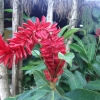 Zdjęcie z Meksyku - flora