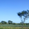 Zdjęcie z Meksyku - nikłe plantacyjki