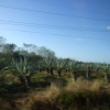Zdjęcie z Meksyku - jakieś pozostałości